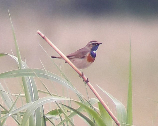 Blaukehlchen